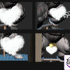 PP Studio – Fullhouse Another version of Dragon Vein - Photo 5 | TopGKStore