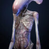 Deep Tale Studio – Chestburster (Alien: Covenant) Alien - Photo 12 | TopGKStore