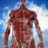 Kaiyodo – Mega Soft Vinyl Attack on Titan Colossal Titan (Licensed) - Photo 1 | TopGKStore