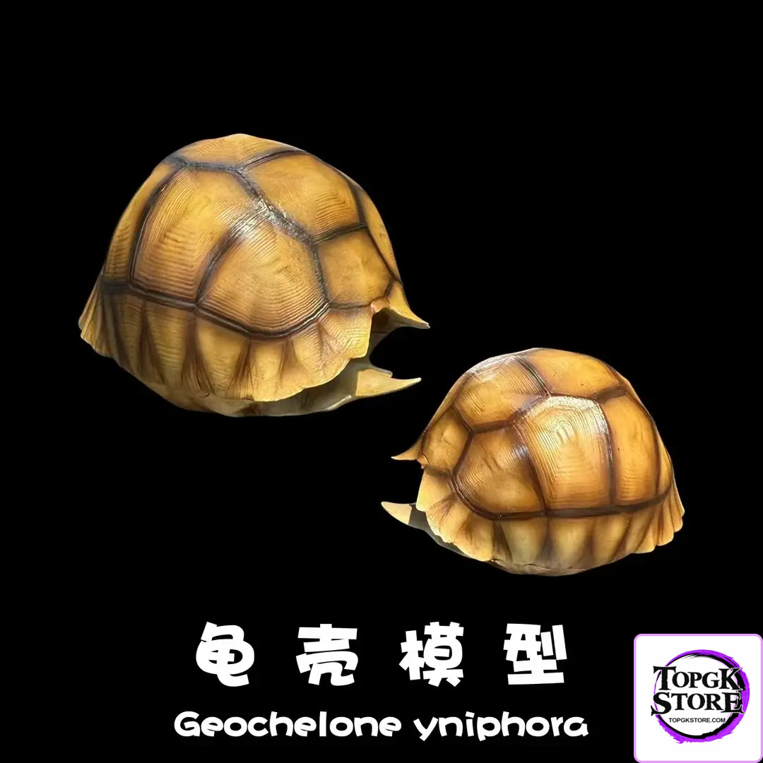 Natural Science Book Studio – Realistic Tortoise Shell Series Vol. 1: Angonoka (Licensed) - Photo 3 | TopGKStore