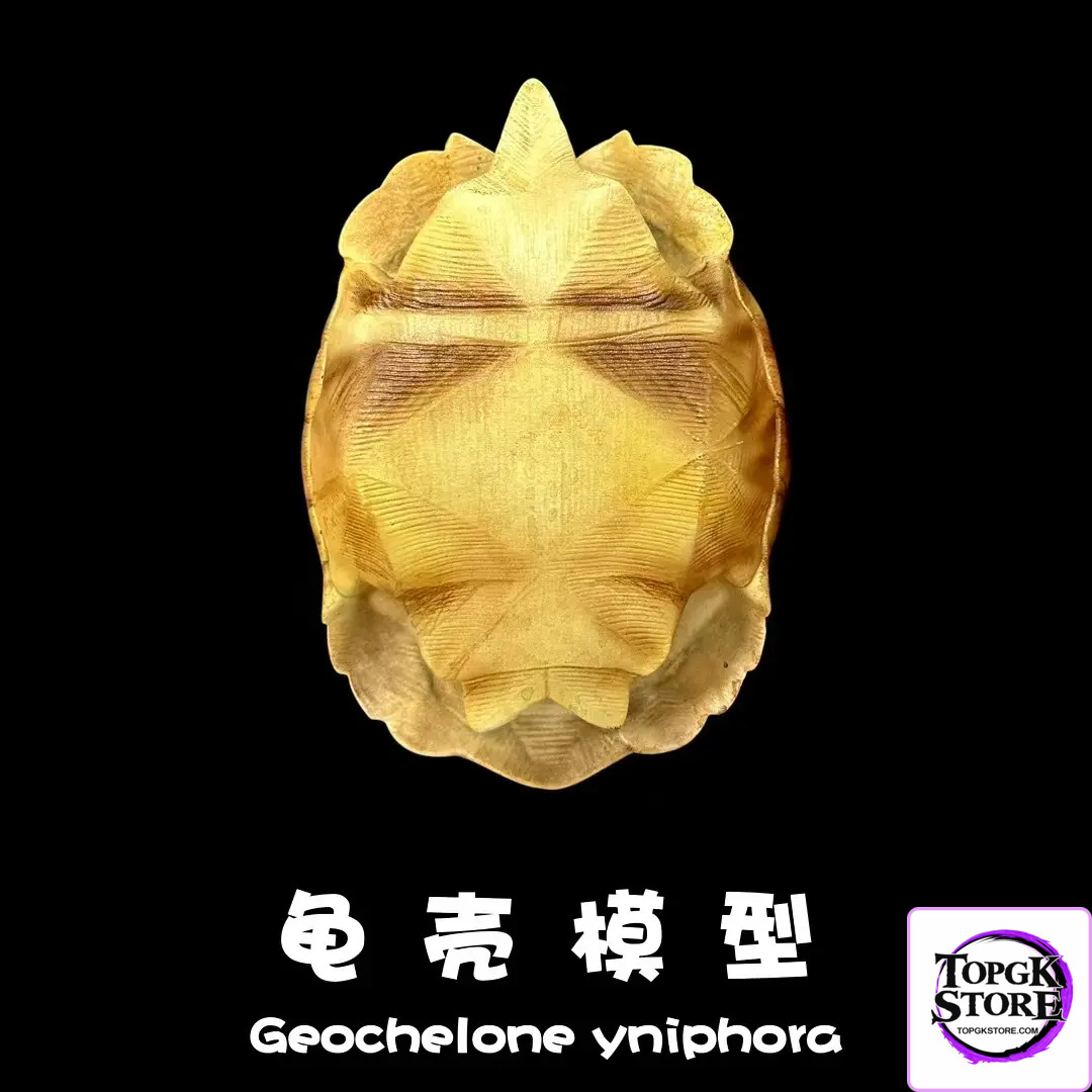 Natural Science Book Studio – Realistic Tortoise Shell Series Vol. 1: Angonoka (Licensed) - Photo 5 | TopGKStore