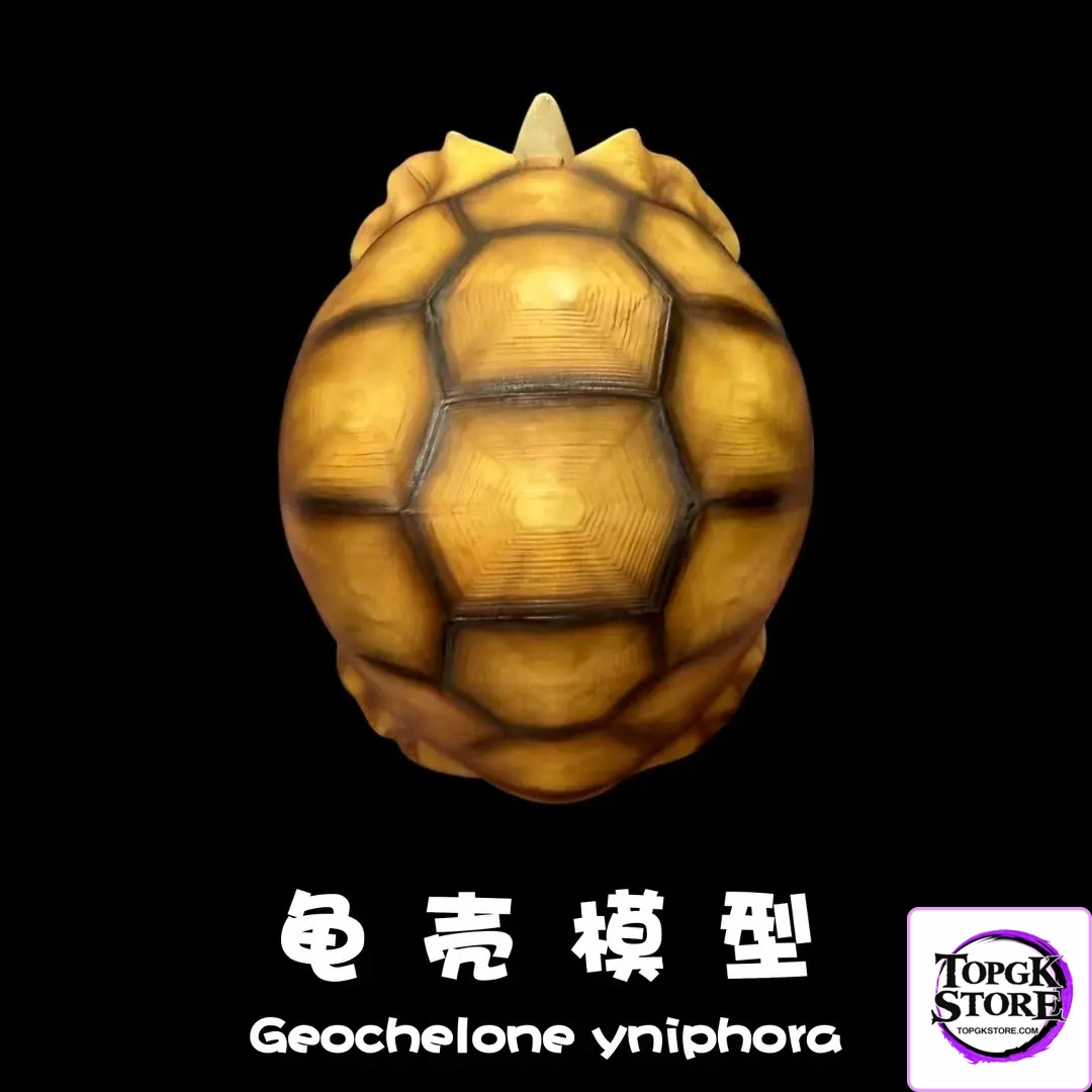 Natural Science Book Studio – Realistic Tortoise Shell Series Vol. 1: Angonoka (Licensed) - Photo 6 | TopGKStore