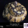 Snakegorge – Ball Python Statue (Licensed) - Photo 4 | TopGKStore