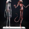 Deep Tale Studio – Chestburster (Alien: Covenant) Alien - Photo 21 | TopGKStore
