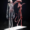 Deep Tale Studio – Chestburster (Alien: Covenant) Alien - Photo 22 | TopGKStore