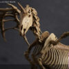 101TOYS – 1/12 PALM ELF SERIES Skeleton movable horse series set NO.ES028 NO.ES029 NO.ES030 NO.ES031 (Licensed) - Photo