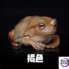 COR Studio – Tree Frog (Licensed) - Photo 16 | TopGKStore