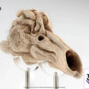 Elite Creature Collectibles (ECC) – Jurassic Park III Female Velociraptor White Queen & JP3 Velociraptor Resonating