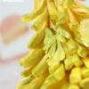 WeArtDoing Studio – Sleeping Beauty-Fries Fairies-Classic Ketchup & Fairies-Wasabi (Licensed) - Photo 41 | TopGKSto