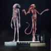 Deep Tale Studio – Chestburster (Alien: Covenant) Alien - Photo 23 | TopGKStore