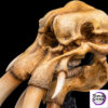 WETA Workshop Studio – SKULL OF A MÛMAK 86-13-04691 (Licensed) - Photo 7 | TopGKStore