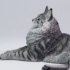 Lieji – 1/6 Maine Coon D2507A (Licensed) - Photo 5 | TopGKStore