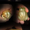COR Studio – Tree Frog (Licensed) - Photo 7 | TopGKStore