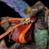 Heroics Studio – Seikret Monster Hunter - Photo 5 | TopGKStore