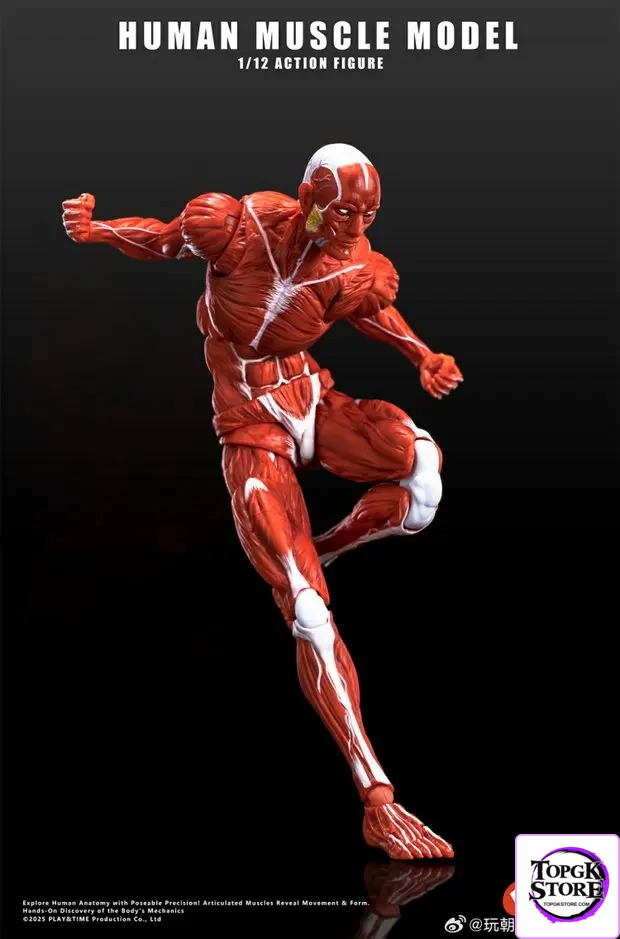 KEEPGOING – Human Muscle Model 1/12 Highly Articulated Figure (Licensed) - Photo 2 | TopGKStore
