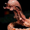 3109 Studio – Chestburster Alien vs. Predator - Photo 8 | TopGKStore