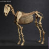 101TOYS – 1/12 PALM ELF SERIES Skeleton movable horse series set NO.ES028 NO.ES029 NO.ES030 NO.ES031 (Licensed) - Photo