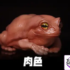 COR Studio – Tree Frog (Licensed) - Photo 11 | TopGKStore