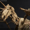 101TOYS – 1/12 PALM ELF SERIES Skeleton movable horse series set NO.ES028 NO.ES029 NO.ES030 NO.ES031 (Licensed) - Photo