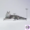 Lieji – 1/6 Maine Coon D2507A (Licensed) - Photo 6 | TopGKStore