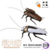 Robox Animation – Cantonese Heavy-Duty Multi-Purpose Commuter Vehicle Mega Roach (Licensed) - Photo 1 | TopGKStore