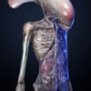 Deep Tale Studio – Chestburster (Alien: Covenant) Alien - Photo 11 | TopGKStore