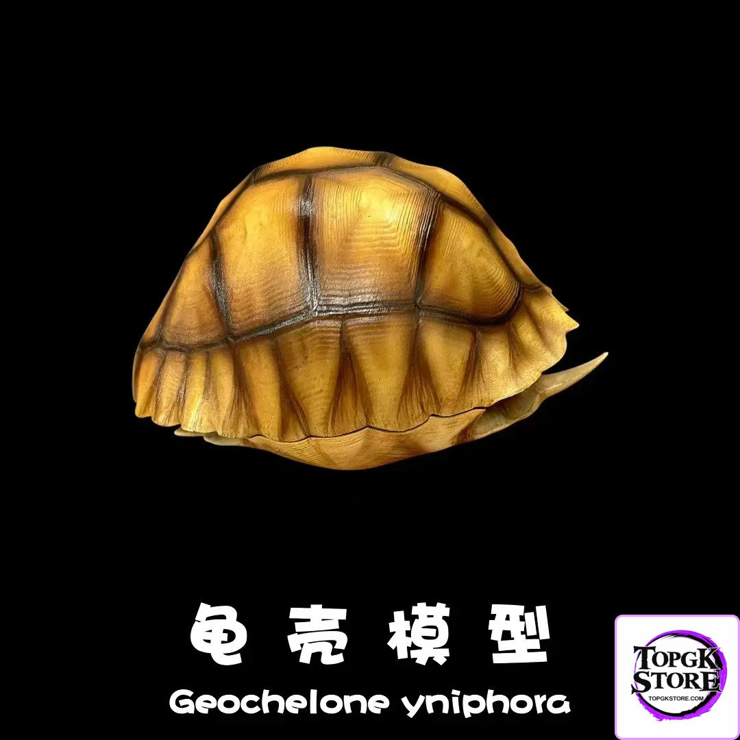 Natural Science Book Studio – Realistic Tortoise Shell Series Vol. 1: Angonoka (Licensed) - Photo 2 | TopGKStore