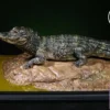 Aphid Studio - Earth's Pulse: Chinese Alligator Finished Model (Licensed) - Photo 1 | TopGKStore