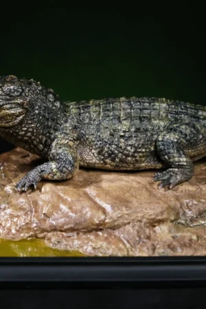 Aphid Studio - Earth's Pulse: Chinese Alligator Finished Model (Licensed) - Photo 1 | TopGKStore