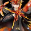 Dream Boat Studio – Tsunayoshi Sawada Katekyo Hitman Reborn - Photo 6 | TopGKStore