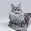 Lieji – 1/6 Maine Coon D2507A (Licensed) - Photo 2 | TopGKStore