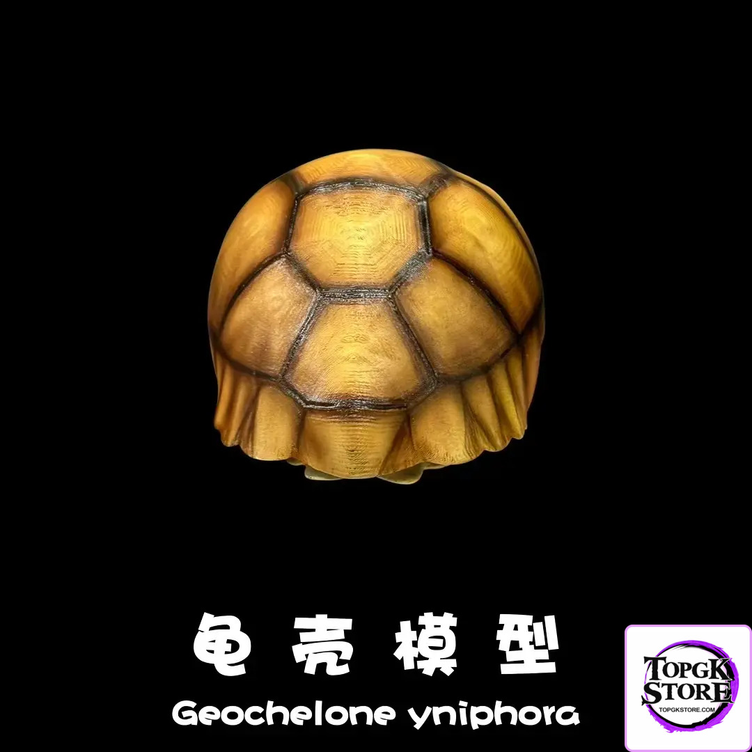 Natural Science Book Studio – Realistic Tortoise Shell Series Vol. 1: Angonoka (Licensed) - Photo 4 | TopGKStore