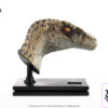 Elite Creature Collectibles (ECC) – Jurassic Park III Female Velociraptor White Queen & JP3 Velociraptor Resonating
