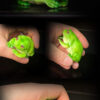 COR Studio – Tree Frog (Licensed) - Photo 5 | TopGKStore