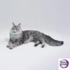 Lieji – 1/6 Maine Coon D2507A (Licensed) - Photo 3 | TopGKStore