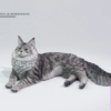 Lieji – 1/6 Maine Coon D2507A (Licensed) - Photo 4 | TopGKStore