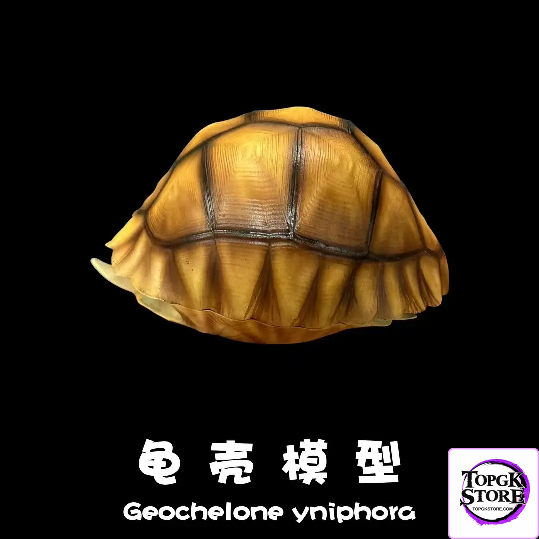 Natural Science Book Studio – Realistic Tortoise Shell Series Vol. 1: Angonoka (Licensed) - Photo 1 | TopGKStore