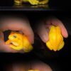 COR Studio – Tree Frog (Licensed) - Photo 6 | TopGKStore