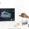 Elite Creature Collectibles (ECC) – Jurassic Park III Female Velociraptor White Queen & JP3 Velociraptor Resonating