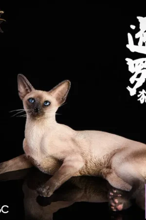 JXK - 1/6 Siamese Cat - Lying Pose JXK016C JXK017A (Licensed) - Photo 1 | TopGKStore