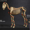 101TOYS – 1/12 PALM ELF SERIES Skeleton movable horse series set NO.ES028 NO.ES029 NO.ES030 NO.ES031 (Licensed) - Photo