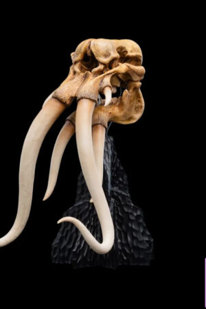 WETA Workshop Studio – SKULL OF A MÛMAK 86-13-04691 (Licensed) - Photo 2 | TopGKStore