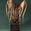 Manas SUM X Keisuke Yoneyama – Cthulhu V2 Edition Statue (Licensed) - Photo 5 | TopGKStore