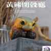 Natural Science Book Studio – CUORA FLAVOMARGINATA & GEOCHELONE SULCATA (Licensed) - Photo 1 | TopGKStore