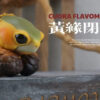 Natural Science Book Studio – CUORA FLAVOMARGINATA & GEOCHELONE SULCATA (Licensed) - Photo 12 | TopGKStore