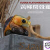 Natural Science Book Studio – CUORA FLAVOMARGINATA & GEOCHELONE SULCATA (Licensed) - Photo 13 | TopGKStore
