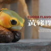 Natural Science Book Studio – CUORA FLAVOMARGINATA & GEOCHELONE SULCATA (Licensed) - Photo 14 | TopGKStore