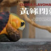 Natural Science Book Studio – CUORA FLAVOMARGINATA & GEOCHELONE SULCATA (Licensed) - Photo 15 | TopGKStore