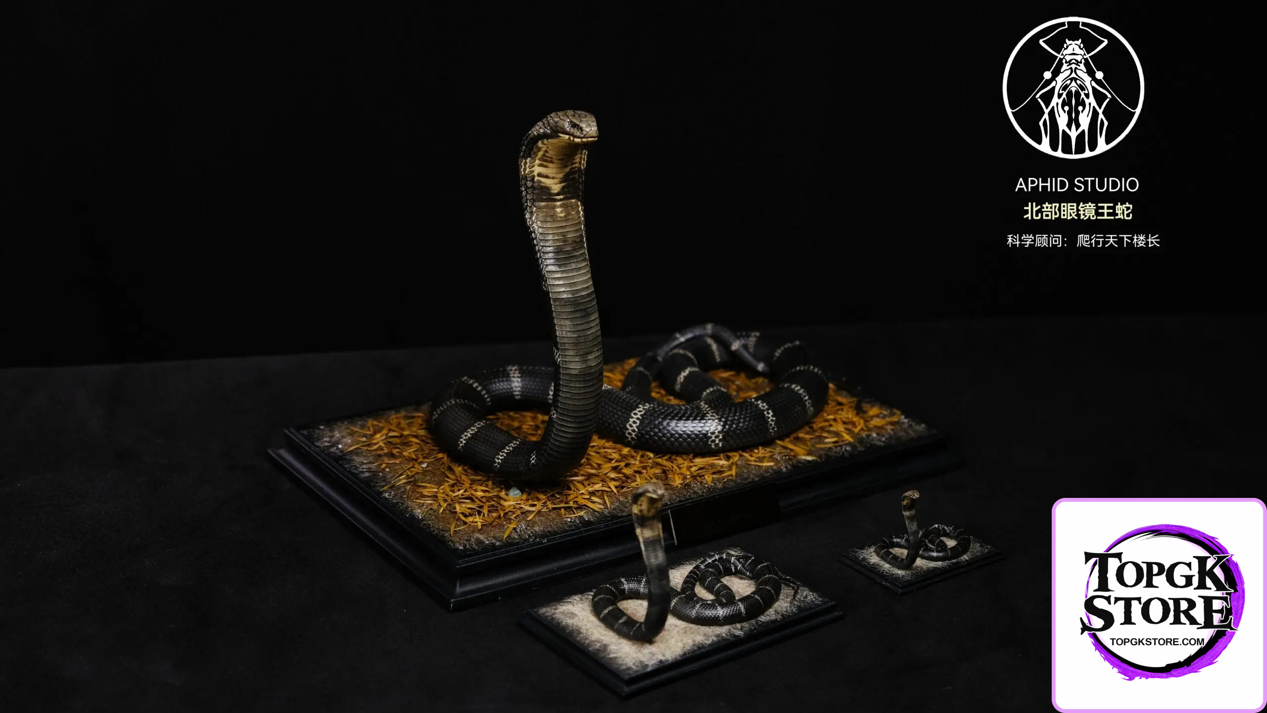 Aphid Studio – Northern King Cobra (Licensed) - Photo 11 | TopGKStore