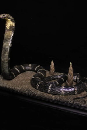 Aphid Studio – Northern King Cobra (Licensed) - Photo 1 | TopGKStore